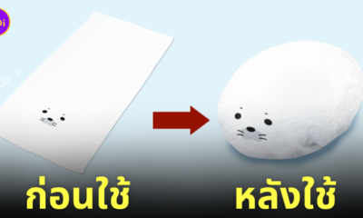 ผ้าขนหนูแมวน้ำ ก้อนอุ๋ง
