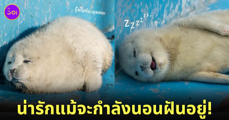 แมวน้ำเด็ก นอนหลับ น่ารัก