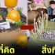 เค้กแบบเห็ด ๆ ที่กินได้ TikTok