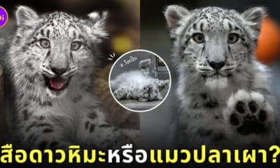 ภาพถ่ายเสือดาวหิมะ สวนสัตว์ญี่ปุ่น