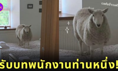 เข้าพัก Airbnb ประเทศเวลส์ มีแกะรอต้อนรับถึงในห้อง