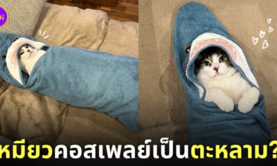 แมวห่อถุงนอนฉลาม คอสเพลย์ น่ารัก