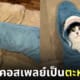 แมวห่อถุงนอนฉลาม คอสเพลย์ น่ารัก