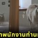 เข้าพัก Airbnb ประเทศเวลส์ มีแกะรอต้อนรับถึงในห้อง
