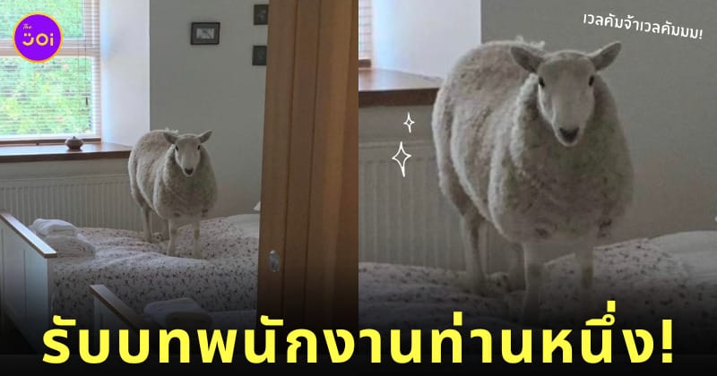 เข้าพัก Airbnb ประเทศเวลส์ มีแกะรอต้อนรับถึงในห้อง