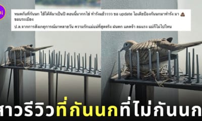 นก กกไข่ ทำรัง บนที่กันนก