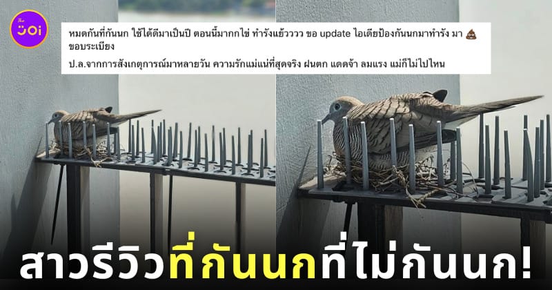 นก กกไข่ ทำรัง บนที่กันนก