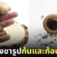 ที่กรองชารูปก้นและก้อนอุนจิ