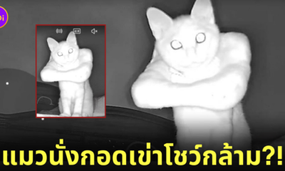 ภาพแมวจากกล้องวงจรปิด แมวสวมคอลล่า แมวนั่งกอดเข่า