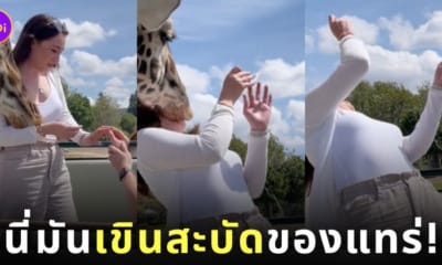 คลิปยีราฟสะบัดหน้าใส่สาว ขอแต่งงานในซาฟารี TikTok
