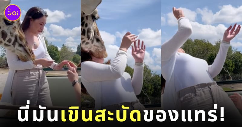 คลิปยีราฟสะบัดหน้าใส่สาว ขอแต่งงานในซาฟารี TikTok