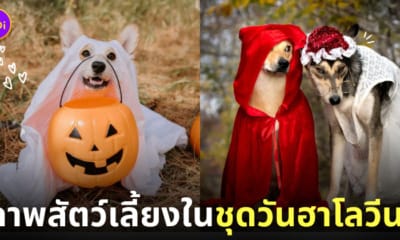 สัตว์เลี้ยง ชุดคอสเพลย์ วันฮาโลวีน