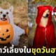 สัตว์เลี้ยง ชุดคอสเพลย์ วันฮาโลวีน