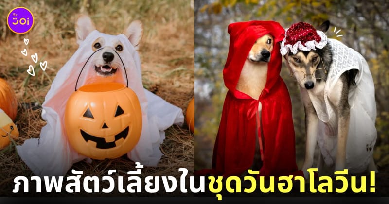 สัตว์เลี้ยง ชุดคอสเพลย์ วันฮาโลวีน