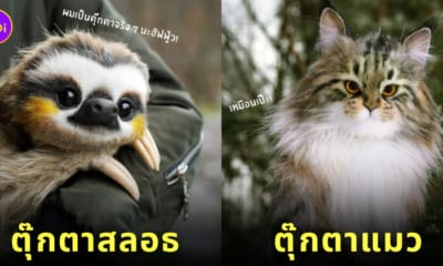 ตุ๊กตาแฮนด์เมด สัตว์โลกน่ารัก