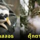 ตุ๊กตาแฮนด์เมด สัตว์โลกน่ารัก