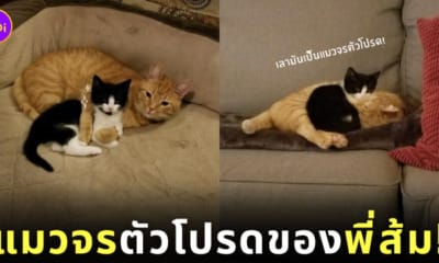 รับเลี้ยงแมวจร เพราะแมวส้มของตัวเองติดน้องมาก
