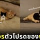 รับเลี้ยงแมวจร เพราะแมวส้มของตัวเองติดน้องมาก