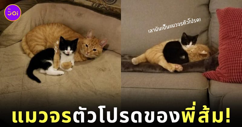 รับเลี้ยงแมวจร เพราะแมวส้มของตัวเองติดน้องมาก