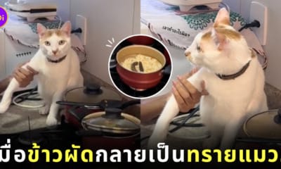 คลิปแมวอึบนหม้อข้าวผัด เพราะคิดว่าเป็นกระบะทรายแมว TikTok