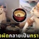 คลิปแมวอึบนหม้อข้าวผัด เพราะคิดว่าเป็นกระบะทรายแมว TikTok