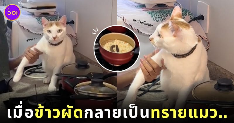 คลิปแมวอึบนหม้อข้าวผัด เพราะคิดว่าเป็นกระบะทรายแมว TikTok