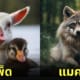 aiart ภาพสัตว์โลกที่ผสมข้ามสายพันธุ์กัน (Animal Hybrids)