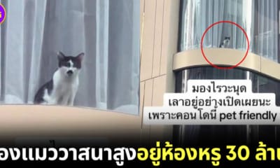 น้องแมวมีเหนวดอยู่คอนโดหรู