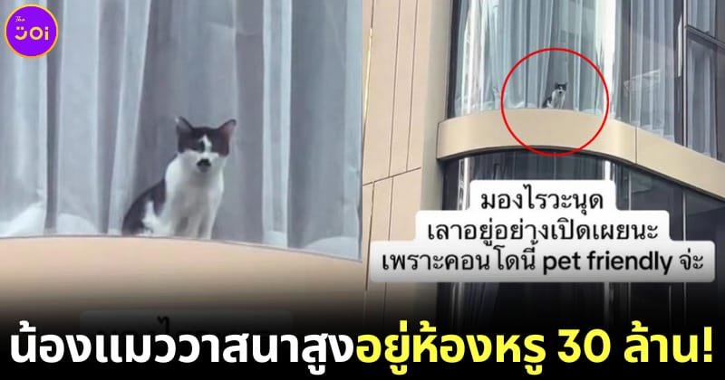 น้องแมวมีเหนวดอยู่คอนโดหรู
