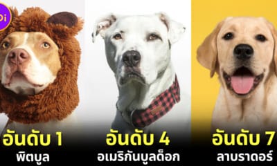 ปก 14 อันดับสายพันธุ์สุนัขที่ดุร้ายที่สุดในโลกประจำปี 2023