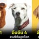 ปก 14 อันดับสายพันธุ์สุนัขที่ดุร้ายที่สุดในโลกประจำปี 2023