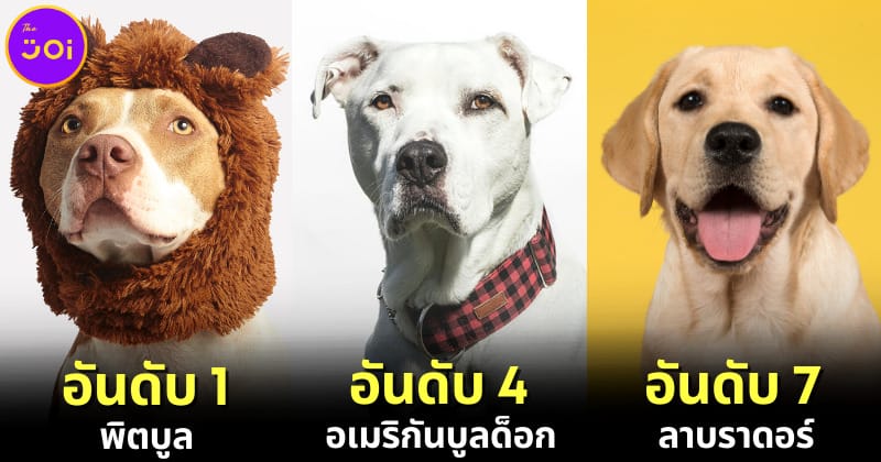 ปก 14 อันดับสายพันธุ์สุนัขที่ดุร้ายที่สุดในโลกประจำปี 2023