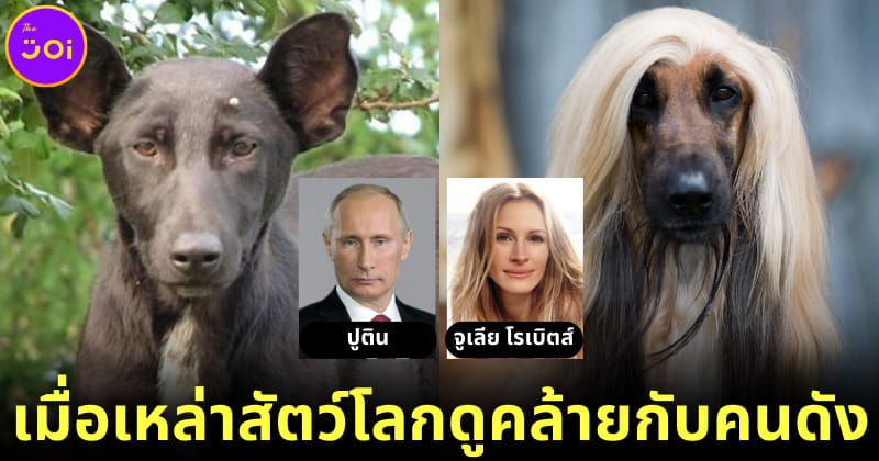 ปก 2 20 ภาพคนดังระดับโลกหน้าเหมือนสัตว์