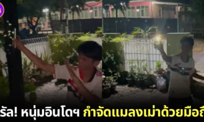 หนุ่มอินโดนีเซียล่อแมงเม่าสุดล้ำจนเป็นไวรัล