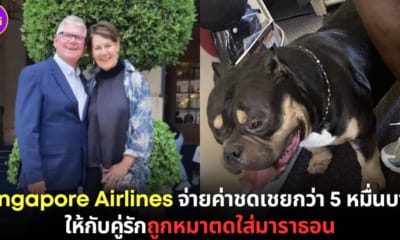 ปก singapore airlines ชดเชย หมาตดใส่ผู้โดยสาร