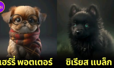 ปก ตัวละคร harry potter กลายเป็นลูกหมา