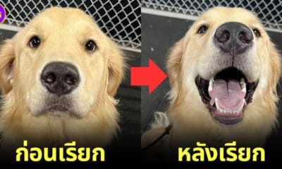 ปก หน้าหมาก่อนและหลังถูกเรียกว่า good boy good girl