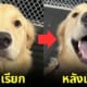 ปก หน้าหมาก่อนและหลังถูกเรียกว่า good boy good girl
