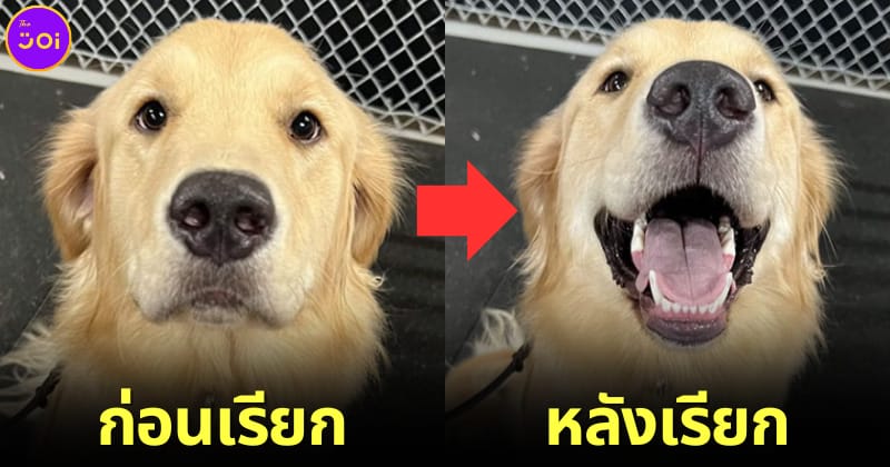 ปก หน้าหมาก่อนและหลังถูกเรียกว่า good boy good girl
