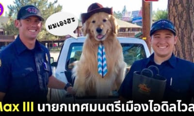 ปก หมาเป็นนายกเทศมนตรีไอดิลไวลด์