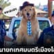 ปก หมาเป็นนายกเทศมนตรีไอดิลไวลด์
