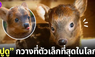 ปกปูดู กวางที่ตัวเล็กที่สุดในโลก