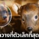 ปกปูดู กวางที่ตัวเล็กที่สุดในโลก