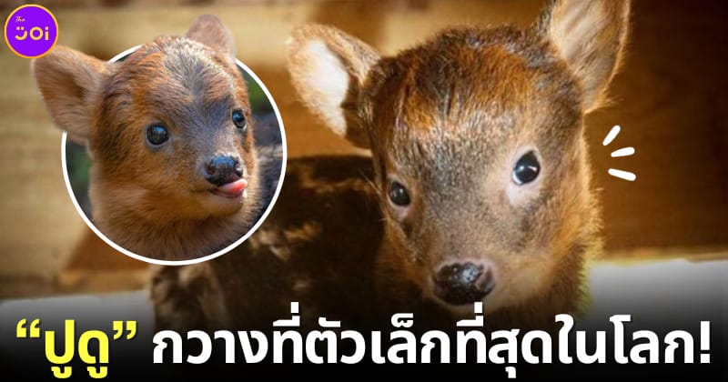 ปกปูดู กวางที่ตัวเล็กที่สุดในโลก