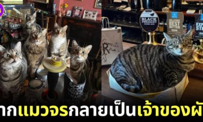 ผับแมวแห่งแรงในเมืองบริสตอล