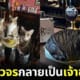 ผับแมวแห่งแรงในเมืองบริสตอล