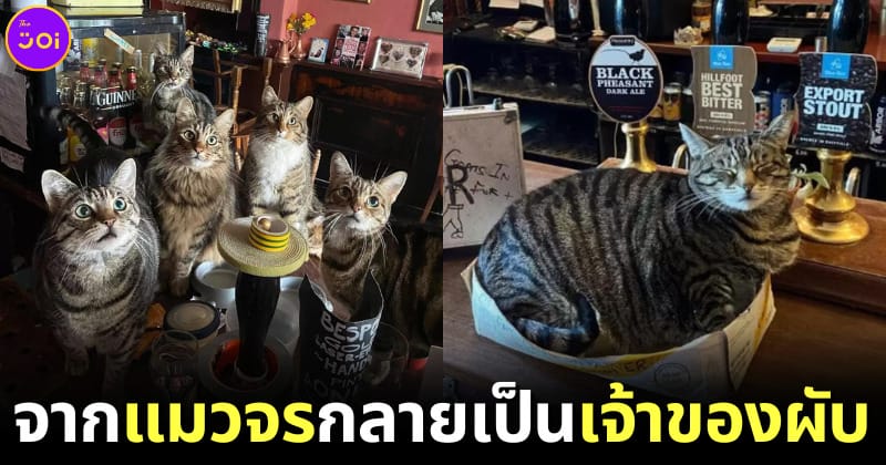 ผับแมวแห่งแรงในเมืองบริสตอล