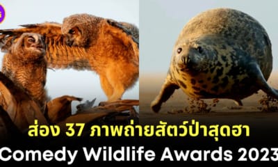 ภาพถ่ายสัตว์ป่าสุดฮา
