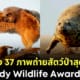 ภาพถ่ายสัตว์ป่าสุดฮา