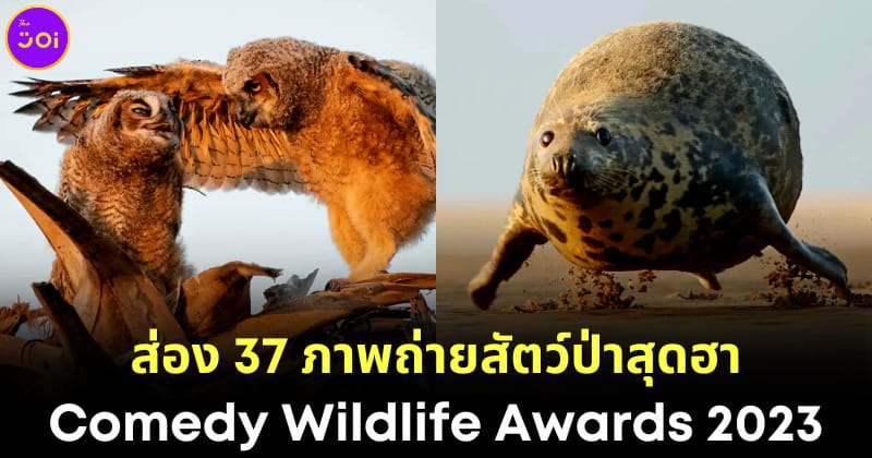 ภาพถ่ายสัตว์ป่าสุดฮา